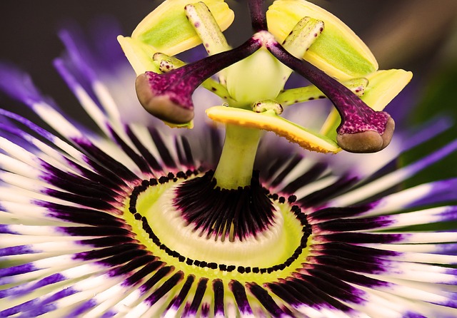 PASSIFLORE SEROTOZEN PASSIFLORE SEROTOZEN