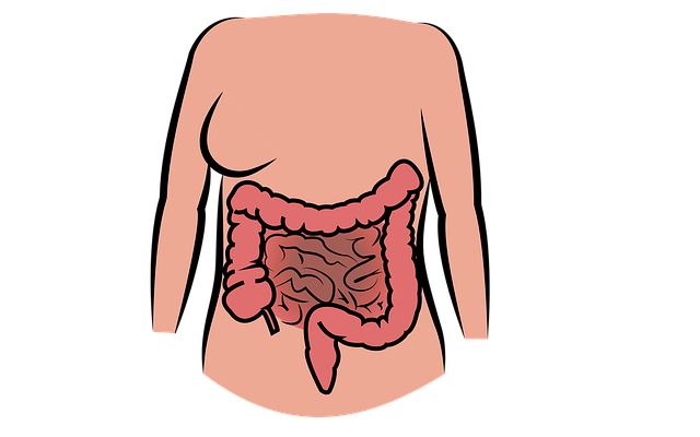 Schéma médical du côlon avec transit intestinal lent, montrant l’accumulation de selles, fécalome et mégacôlon, illustration éducative de la constipation et troubles du transit Schéma médical du côlon avec transit intestinal lent, montrant l’accumulation de selles, fécalome et mégacôlon, illustration éducative de la constipation et troubles du transit