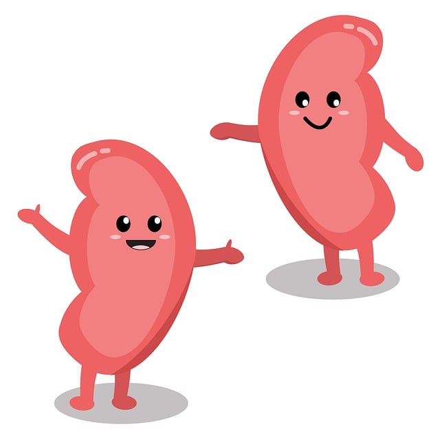 Fonction des reins et taux de créatinine chez l'adulte Fonction des reins et taux de créatinine chez l'adulte